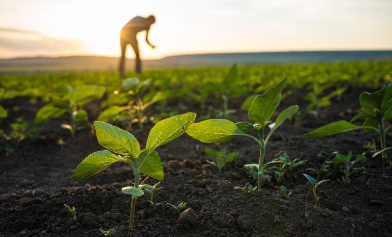 Ontario Agriculture 2025 – Innovation Rooted in Tradition